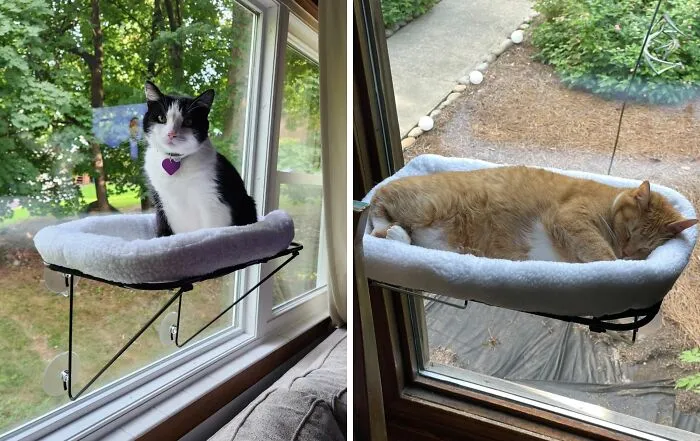 Why Not Add A Cat Perch? This <a Style="Display:inline;" Href=" Https://Www.amazon.com/Zakkart-Window-Perch-Indoor-Cats/Dp/B08sqx65cn?th=1&linkcode=ll1&tag=bpbear-20&linkid=050fcac564e58926326a4c4b0afa7b4c&language=en_us&ref_=as_li_ss_tl " Target="_blank"><span Style="Font:inherit;color:#d74b1f;"> Window Seat</Span> Creates A Comfy Spot For Your Feline To Enjoy The View