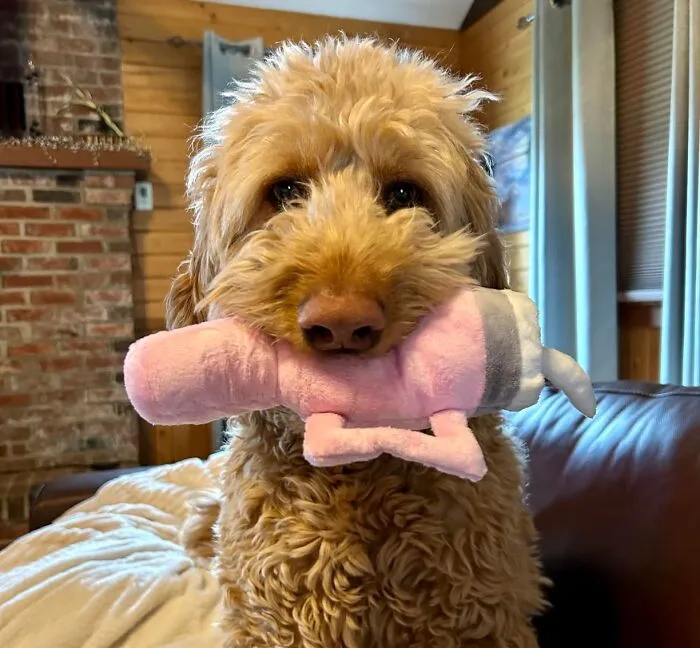 Give Your Pup Their Personal <a Style="Display:inline;" Href=" Https://Www.amazon.com/Baborui-Aggressive-Exercise-Accompany-Pink/Dp/B0cqfwyk9k?th=1&linkcode=ll1&tag=bpbear-20&linkid=1d2966fc83f201a52ac3090c86bbaf8d&language=en_us&ref_=as_li_ss_tl " Target="_blank"><span Style="Font:inherit;color:#d74b1f;"> Playtime Cup — Squeaky Toy</Span> That Add A Fun Twist To Fetch