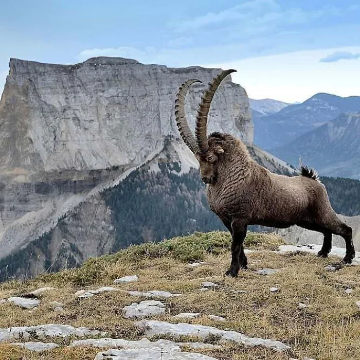 Of An Alpine Ibex