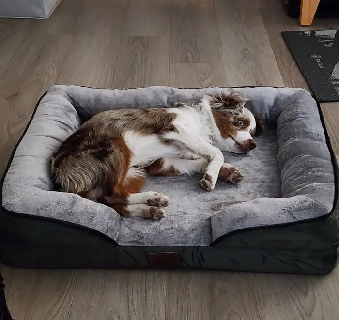 Ultimate Comfort For Your Furry Friend — <a Style="Display:inline;" Href=" Https://Www.amazon.com/Bedsure-Orthopedic-Extra-Large-Dogs/Dp/B0c7c6wfr1?th=1&linkcode=ll1&tag=bpbear-20&linkid=96a108333c17e74843fac0109564e327&language=en_us&ref_=as_li_ss_tl " Target="_blank"><span Style="Font:inherit;color:#d74b1f;"> Orthopedic Dog Bed</Span> That Supports Every Snooze
