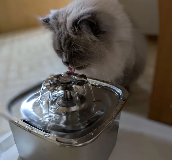 A Modern Touch To Hydration — This <a Style="Display:inline;" Href=" Https://Www.amazon.com/Veken-Innovation-Stainless-Automatic-Replacement/Dp/B0ck1mxc7j?th=1&linkcode=ll1&tag=bpbear-20&linkid=1f98298bec16b2feea57147662f7d302&language=en_us&ref_=as_li_ss_tl " Target="_blank"><span Style="Font:inherit;color:#d74b1f;"> Stainless Steel Fountain</Span> Delivers Clean Water For Your Cat