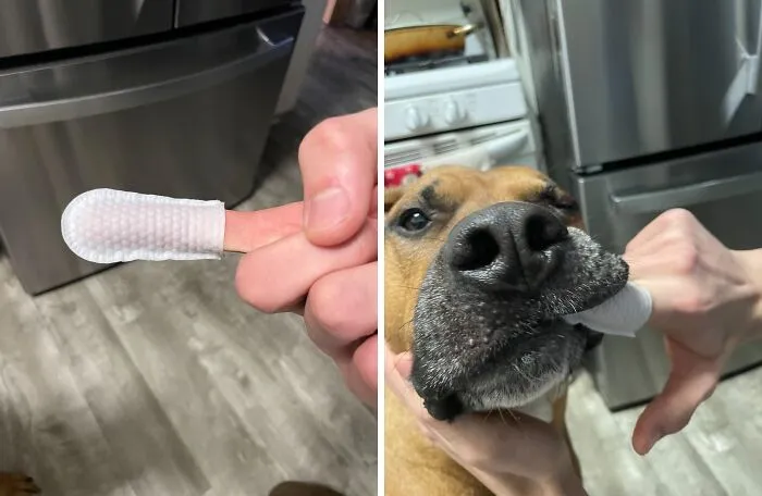 Easy Pet Dental Care: Freshen Breath And Remove Tartar With These <a Style="Display:inline;" Href=" Https://Www.amazon.com/Hicc-Cleaning-Removing-Toothbrush-Disposable/Dp/B0brmqhytw?th=1&linkcode=ll1&tag=bpbear-20&linkid=a5e35d9f63c70259273b7a8362189917&language=en_us&ref_=as_li_ss_tl " Target="_blank"><span Style="Font:inherit;color:#d74b1f;"> Handy Finger Wipes</Span>