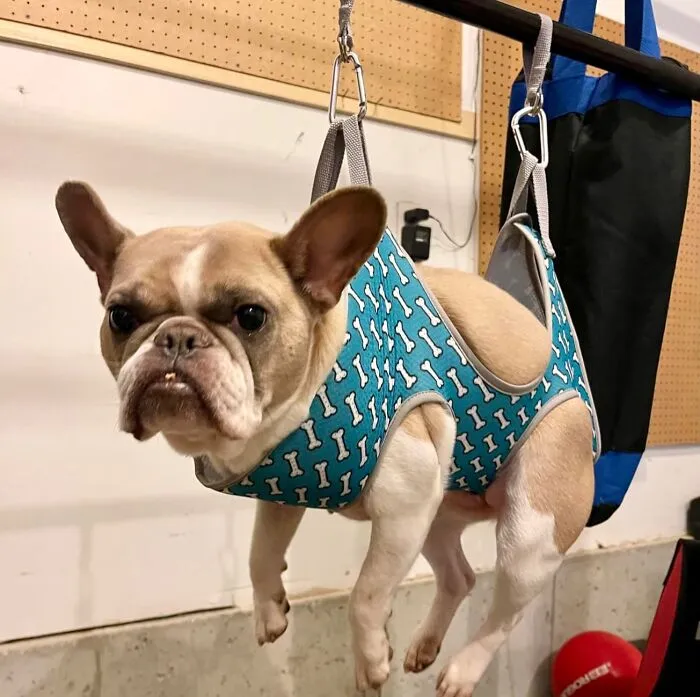 Simplify Grooming Sessions: Enjoy Smooth And Comfortable Pet Care With This <a Style="Display:inline;" Href=" Https://Www.amazon.com/Supet-Coral-Blue-Spacing%ef%bc%9a7-10-2-W%ef%bc%9a15-35lbs%ef%bc%89/Dp/B09n37btms?th=1&linkcode=ll1&tag=bpbear-20&linkid=86de364ceb13f05b13c2e012188689fe&language=en_us&ref_=as_li_ss_tl " Target="_blank"><span Style="Font:inherit;color:#d74b1f;"> Supportive Hammock</Span>
