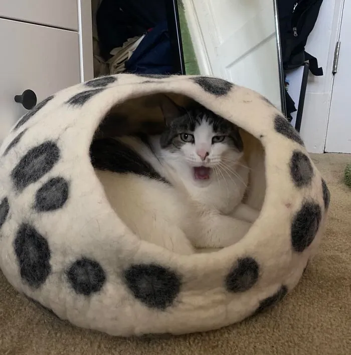 Transform Your Cat’s Resting Spot With <a Style="Display:inline;" Href=" Https://Www.amazon.com/Woolygon-Luxurious-Eco-Friendly-Merino-Wool/Dp/B09yk11m7g?th=1&linkcode=ll1&tag=bpbear-20&linkid=de7f35c7ce5ec0be9f05d601b5ad53a6&language=en_us&ref_=as_li_ss_tl " Target="_blank"><span Style="Font:inherit;color:#d74b1f;"> Merino Wool Bed</Span> Which Offers Unmatched Comfort
