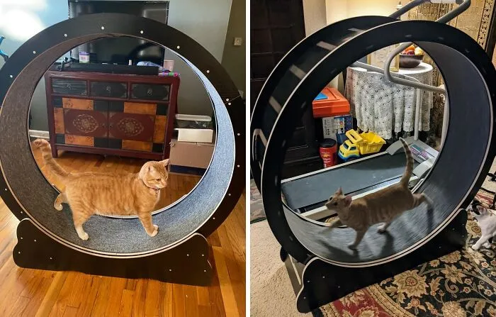 Revolutionize Your Cat’s Fitness Routine With An <a Style="Display:inline;" Href=" Https://Www.amazon.com/Homegroove-Cat-Running-Wheel-Treadmill/Dp/B0cktfgc36?th=1&linkcode=ll1&tag=bpbear-20&linkid=08e174cf11b566f8affb8ffb43cdf1c9&language=en_us&ref_=as_li_ss_tl " Target="_blank"><span Style="Font:inherit;color:#d74b1f;"> Exercise Wheel</Span> Designed For Endless Fun