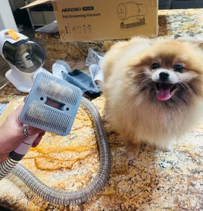 No More Fur-Nado In Your House! This <a Style="Display:inline;" Href="Https://Www.amazon.com/Dp/B0bynf9gzs?ascsubtag=7697416%2c12%2c37%2cd%2c0%2c0%2c0%2c900%3a2%3b974%3a3%3b1125%3a1%3b1338%3a1%2c47919436%2c0%2c0%2c0&btn_ref=srctok-A35616739f1887db&linkcode=ll1&tag=bpwolf-20&linkid=b38a3145591c992bf7cf4439b2ef6603&language=en_us&ref_=as_li_ss_tl " Target="_blank"> <span Style="Font: Inherit; Color: #d74b1f;"> Dog Grooming Vacuum</Span> Sucks Up All That Loose Hair While Giving Your Pup A Relaxing Massage