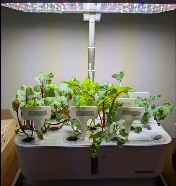 <a Style="Display:inline;" Href="Https://Www.amazon.com/Hydroponics-Growing-System-Indoor-Garden/Dp/B0bbn193bk?crid=2ujy2sib0x20a&dib=eyj2ijoimsj9.v5hykb-Hcmmr5sys8aowu80nfa3zqiclnognqujl0gsecevw5l4btxrnllgdadgr-Xccmh89ebn8uaccmugshillprnjapliqjwx1qjjur-Jsavrdqog8cq25b6l3jafoy5xq40njcyqjqittubjgcl_401jsinbarj6ipgxpwrt14g0k8mv4edptmk62a9bru4yhpinw1ugyrt9vuluwyvfa7ku-Xnfg-J87ax2mdi3rwnt70a0t-G4fc5yb4gqcnbszoka3fhhdjq9lp2nrozsue5m1ebr3gl0tl-_vd8.d7k-Uw-Jskf4sr9qscpukjgq_4rmnsxlv413famu4_0&dib_tag=se&keywords=smart%2bgarden%2belectronics&qid=1725001998&sprefix=smart%2bgardeelectronics%2caps%2c308&sr=8-4-Spons&sp_csd=d2lkz2v0tmftzt1zcf9hdgy&th=1&linkcode=ll1&tag=bpbat-20&linkid=68985b9e7d0d2f56a80a9b70ee05c743&language=en_us&ref_=as_li_ss_tl " Target="_blank">     <span Style="Font: Inherit; Color: #d74b1f;"> Hydroponics Growing System</Span> Lets You Grow Greens Year-Round, Even If You’re Not A Gardening Guru