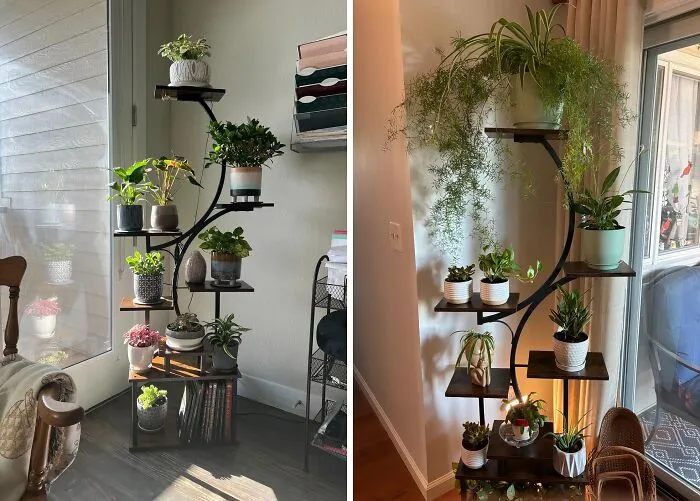 Forget Those Sad, Wilting Plants In The Corner. This <a Style="Display:inline;" Href="Https://Www.amazon.com/Dp/B0ct86yxl3?ascsubtag=7697416%2c26%2c37%2cd%2c0%2c0%2c0%2c900%3a2%3b974%3a3%3b1125%3a1%3b1338%3a1%2c47944273%2c0%2c0%2c0&btn_ref=srctok-A8ef1bd8e1efe9f9&linkcode=ll1&tag=bpwolf-20&linkid=a59b5f17951816a400fae72ba8dc0966&language=en_us&ref_=as_li_ss_tl " Target="_blank"> <span Style="Font: Inherit; Color: #d74b1f;"> Plant Stand With Grow Lights</Span> Is The Glow-Up Your Indoor Garden Needs