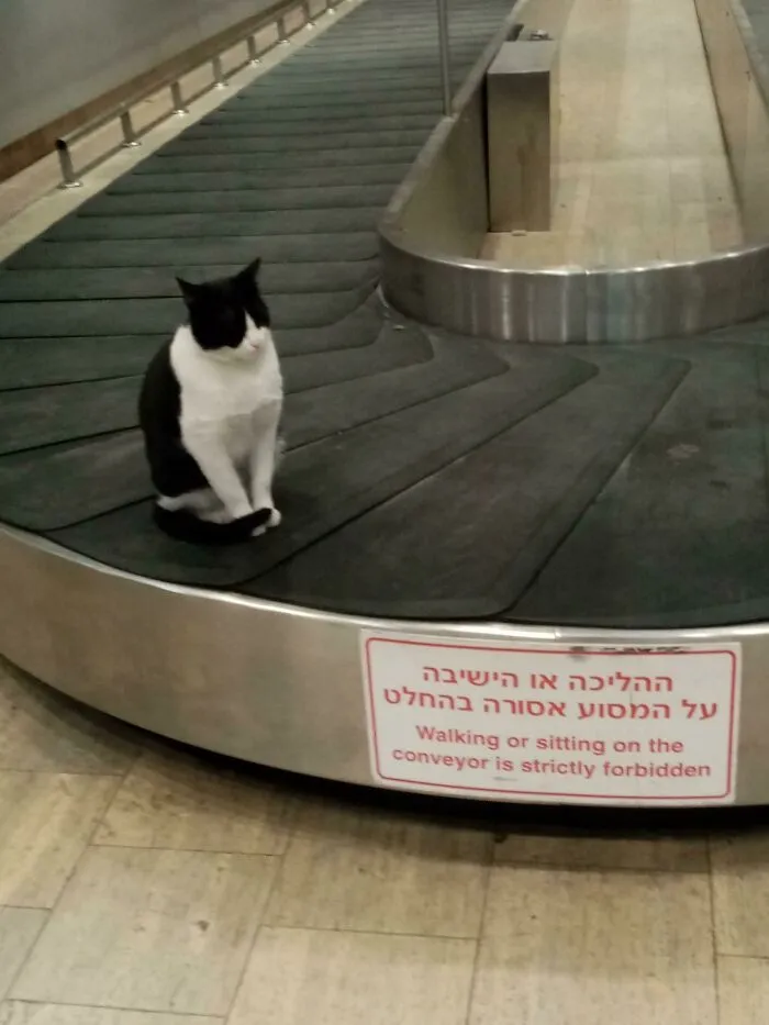 This Cat Rebels Against The Airport System