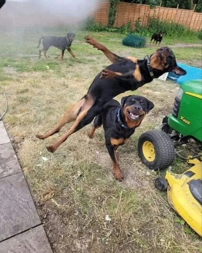 30 Epic Pics That Go Harder Than They Have To (New Pics)