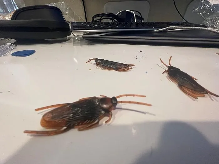 Want To See Someone Jump Out Of Their Skin? Just Slip A Few Of These   <a Style="Display:inline;" Href="Https://Www.amazon.com/Gudves-Roaches-Simulation-Cockroach-Plastic/Dp/B097srxqnn?crid=16a7mptmc0lgl&dib=eyj2ijoimsj9.wtqptukchtpnsbuziszbyawvayf7aubx3v3kw-Fmcrzyv2skaa3snwldczec6uddh9rc9pm97gygekh1ht-B6psncczewrlvevwrftfrfkbtszs6vvfma3x1bqimrjk3gff6xugadsueeatiqpzzdq7xq81ibysniap83m3mvpwicksjjubhjoee8r1gzzy4igdxaehipdqcg8qrtn8baapl_nza2yy2inc_d8mkecdt3_yq4g7al1xanvr1ege6zcgwqyqlmwdzfpctgtskuf5te1n8tr14hj8tzgcr0ww.w9ynvx0norr3djh6emwikvsj5vf1fjxlqzia7ceggtg&dib_tag=se&keywords=prank&qid=1723193050&sprefix=prank%2caps%2c272&sr=8-9&th=1&linkcode=ll1&tag=bpboar-20&linkid=e1c4117dd9470687cb55843a8fb96e99&language=en_us&ref_=as_li_ss_tl " Target="_blank"><span Style="Font: Inherit; Color: #d74b1f;"> Prank Fake Roaches</Span> Into Their Lunch Bag Or Under Their Pillow