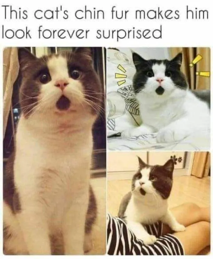 50 Hilarious Cat Memes That Capture Feline Attitude Perfectly, Courtesy Of This FB Page (New Pics)