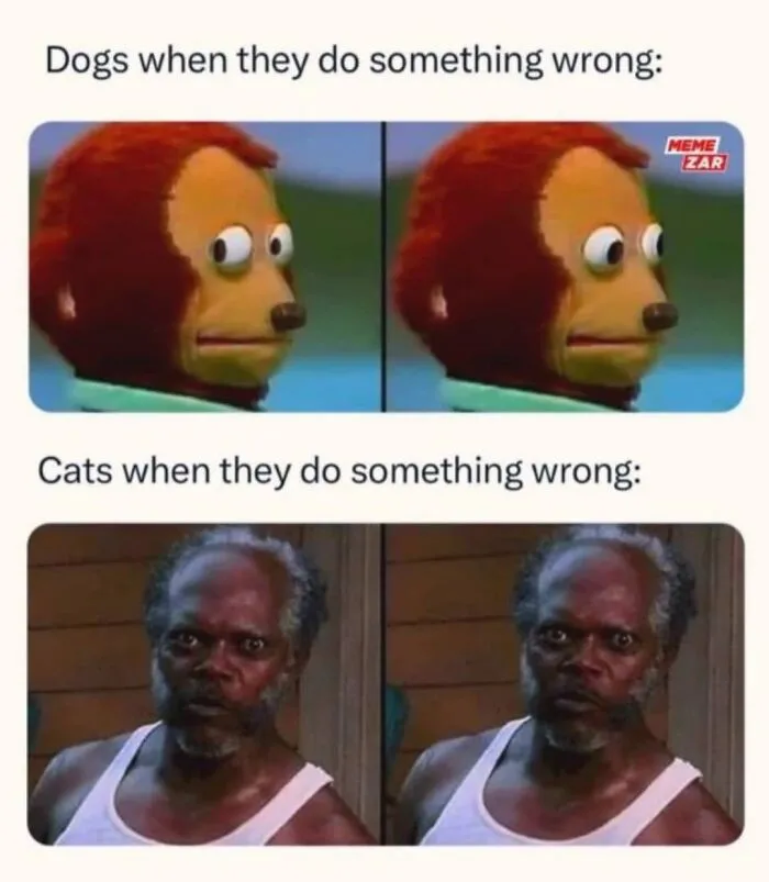 50 Hilarious Cat Memes That Capture Feline Attitude Perfectly, Courtesy Of This FB Page (New Pics)