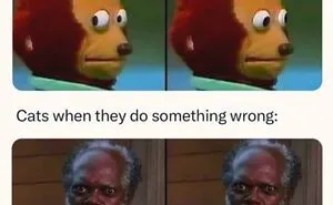 50 Hilarious Cat Memes That Capture Feline Attitude Perfectly, Courtesy Of This FB Page (New Pics)