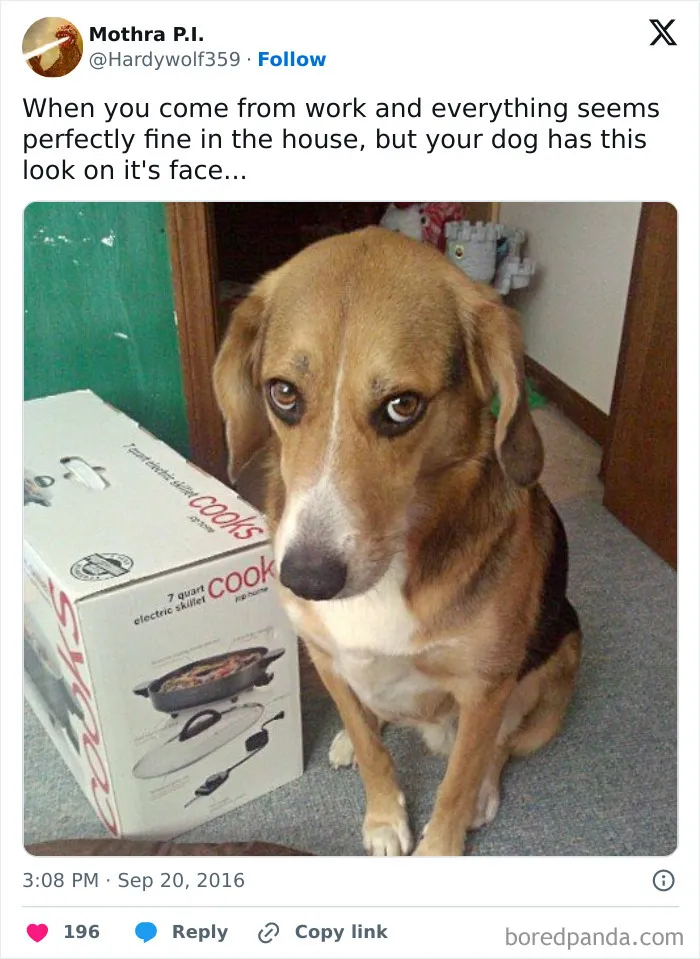 50 Of The Most Hilarious, Cute And Wholesome Posts On X About Dogs