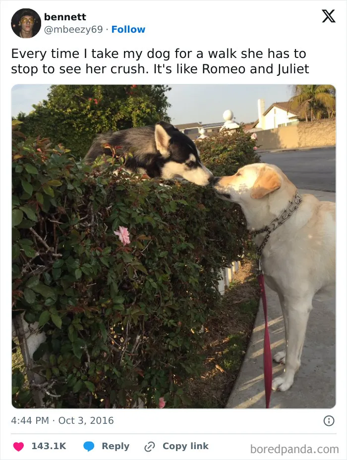 50 Of The Most Hilarious, Cute And Wholesome Posts On X About Dogs