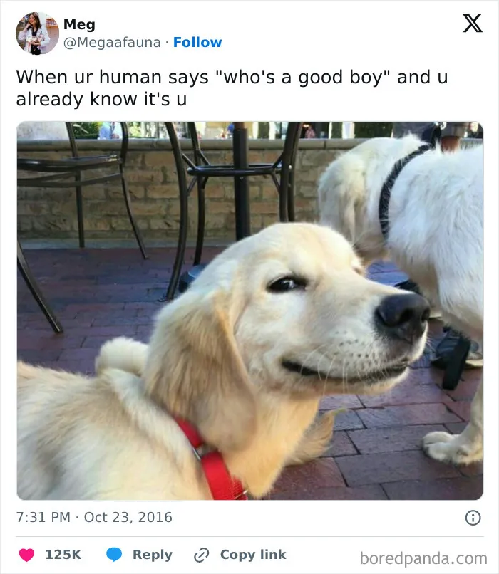 50 Of The Most Hilarious, Cute And Wholesome Posts On X About Dogs