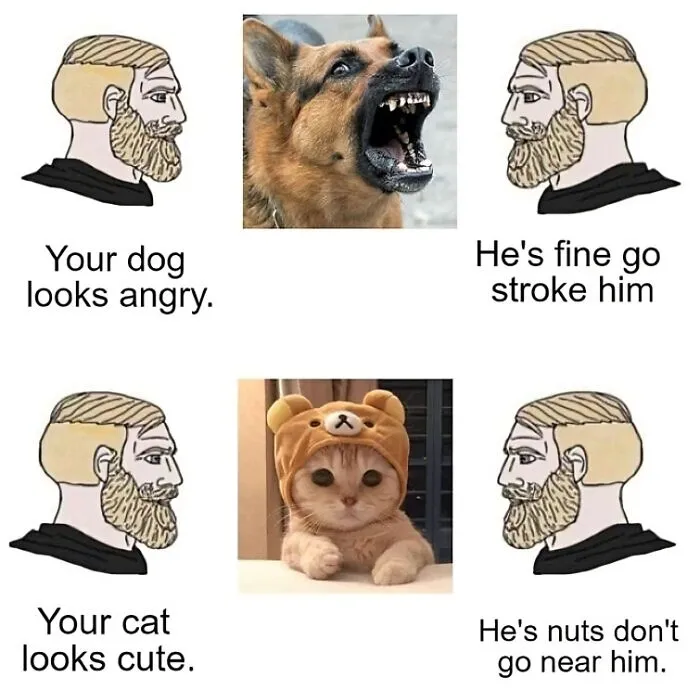 This Popular Instagram Account Shares Funny Cat Memes, And Here Are 50 Of The Very Best Ones
