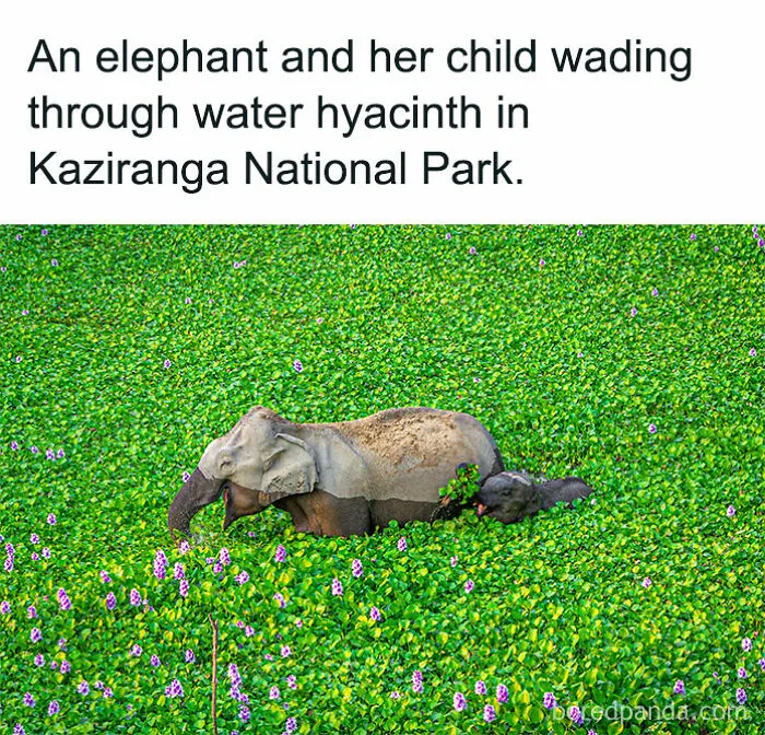 50 Adorable Animal Memes That May Give You That Serotonin Boost For Today