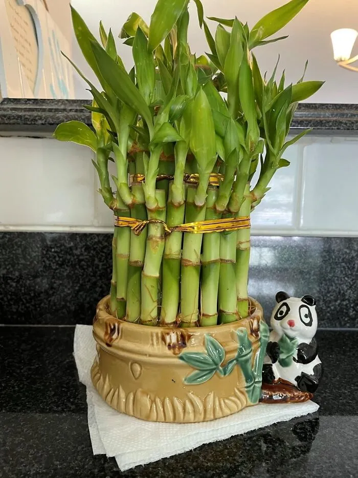 Connect Right To Your Roots: Let The <a Style="Display:inline;" Href=" Https://Www.amazon.com/9greenbox-Quality-Lucky-Bamboo-Stalks/Dp/B00sljbzsi?crid=36h0dbas501lb&dib=eyj2ijoimsj9.v9lrdzawj8ok4uunbhdlznpepylvbzdsdes5mgziro04cpatfsftpx-Zkcer6anuro6lh42mfj2nmmqnpnitduhpz4abwxa02rrpy7hm6yiykhapylyei1p_svctu6njq_outtceeml_taa1qu57l8aakdojezuwmpue1miuvwozwttv-Uygukiujupjcqqxlcf3trdpkzuuskghqpgulwqk0xhpuv4ttide2b0heftjxmhjoba4dq5qjwqr3b7b9aqwuucrtlzbu6jqyghde0mr4ty_oxemg7u-Iam2thw.rl3umbvwrkdc3o-Gndb9duxkfyccst5ore9dxstykqu&dib_tag=se&keywords=lucky+bamboo&qid=1724761337&s=home-Garden&sprefix=lucky+bamboo%2cgarden%2c238&sr=1-4&linkcode=ll1&tag=bpwasp-20&linkid=ef70bc8e46a16e37d68f61ed90d14b89&language=en_us&ref_=as_li_ss_tl " Target="_blank"> <span Style="Font:inherit;color:#d74b1f;"> Bamboos </Span> Guide You Towards A Pure Journey Of Happiness And Wealth