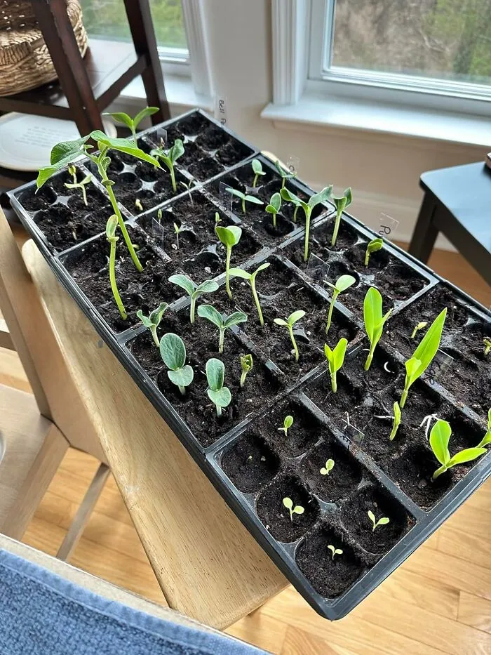 <a Style="Display:inline;" Href="Https://Www.amazon.com/Survival-Vegetable-Open-Seed-Vault/Dp/B091zh97ks?ie=utf8&th=1&linkcode=ll1&tag=bpgoat-20&linkid=bee2b7e86734a6a28748017b16992274&language=en_us&ref_=as_li_ss_tl" Target="_blank"><span Style="Font: Inherit; Color: #d74b1f;"> Open Seed Vault</Span> Isn't Just A Collection Of Seeds; It's A Treasure Chest Of Possibilities For Your Garden, Your Pantry, And Your Peace Of Mind