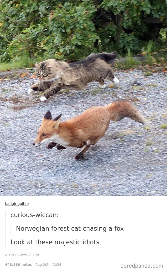50 Times Cats Proved They’re The Masters Of Meme-Full Moments, As Seen On This IG Page