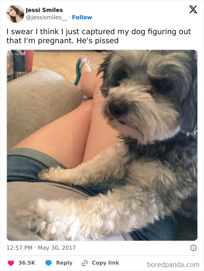 50 Of The Most Hilarious, Cute And Wholesome Posts On X About Dogs
