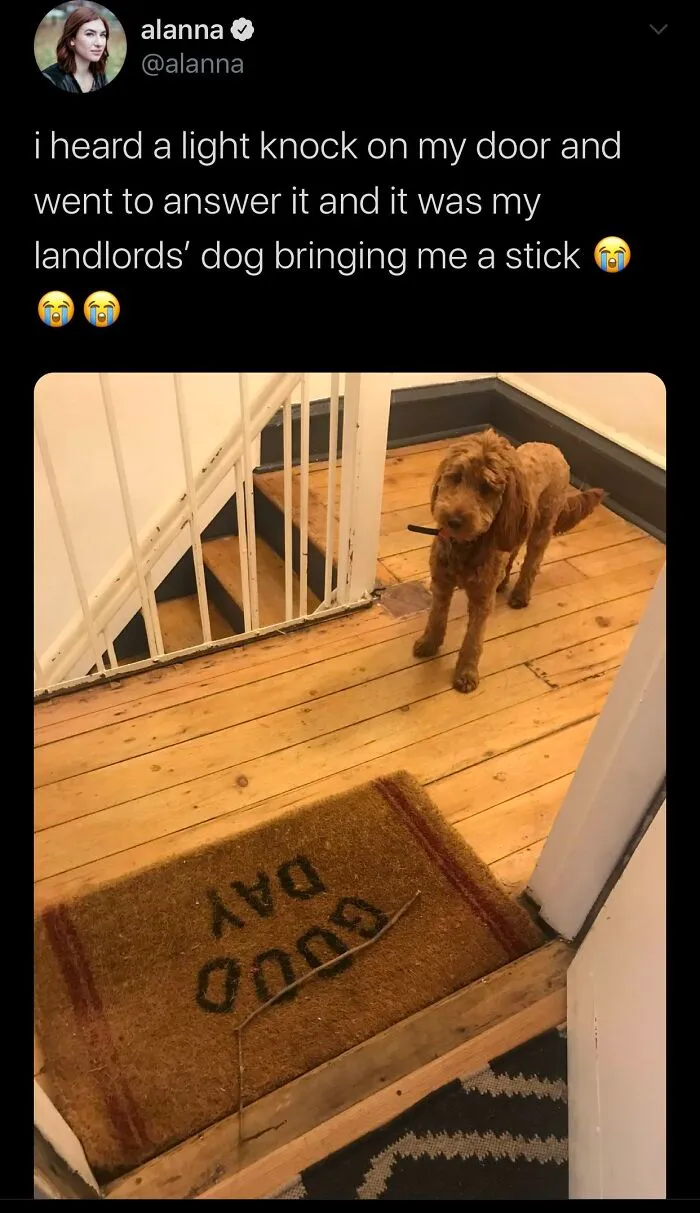 50 Adorable Animal Memes That May Give You That Serotonin Boost For Today