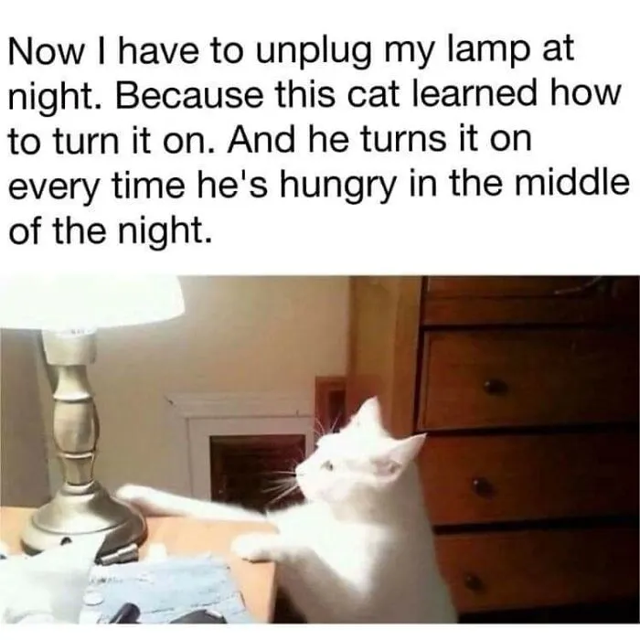 50 Hilarious Photos And Memes That Prove Cats Are The Biggest Jerks