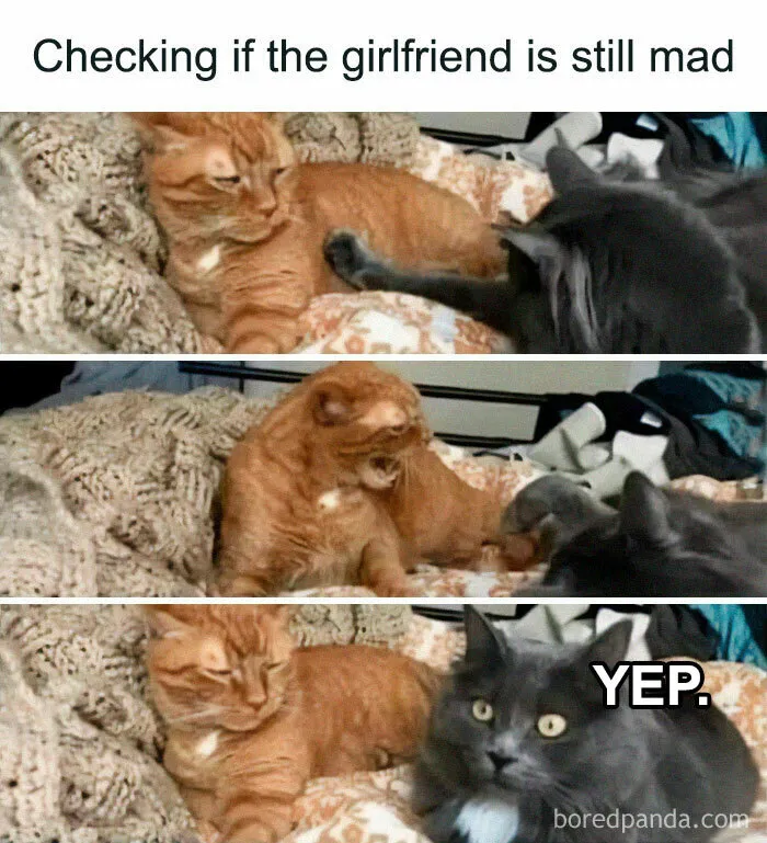 50 Times Cats Proved They’re The Masters Of Meme-Full Moments, As Seen On This IG Page