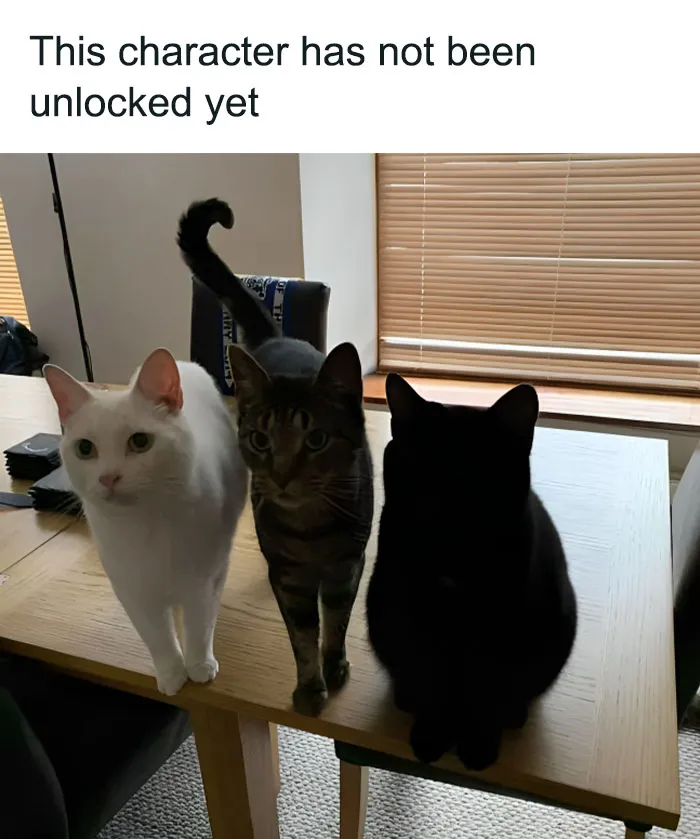 This Popular Instagram Account Shares Funny Cat Memes, And Here Are 50 Of The Very Best Ones
