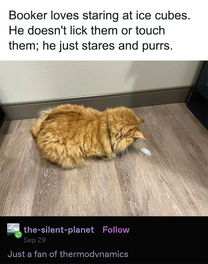 This Popular Instagram Account Shares Funny Cat Memes, And Here Are 50 Of The Very Best Ones