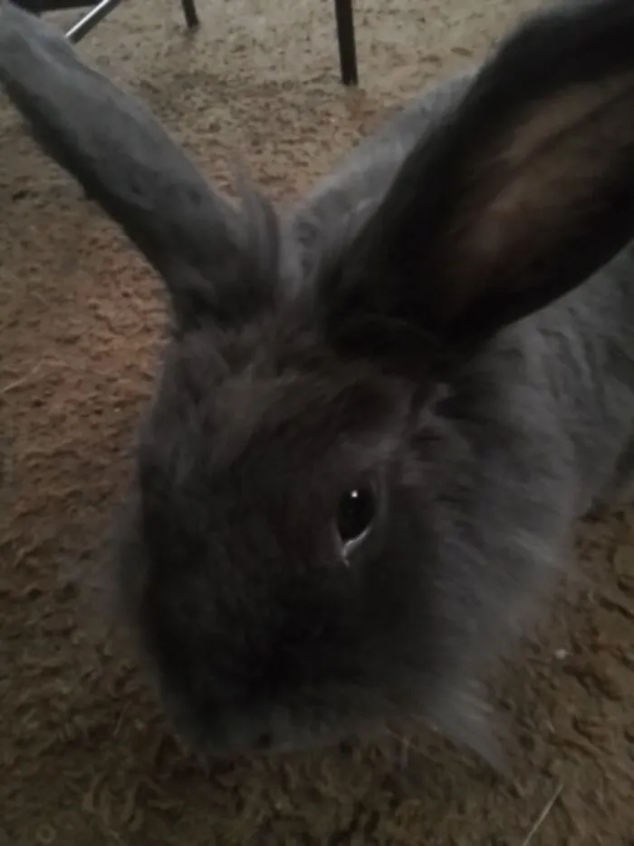 My Lil Bunny