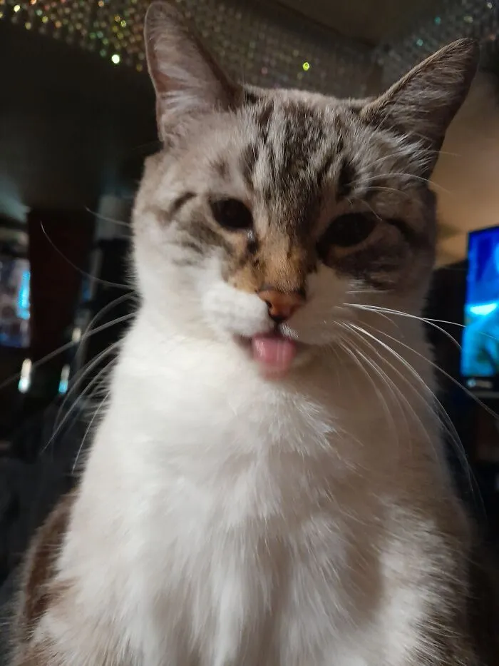 Catface