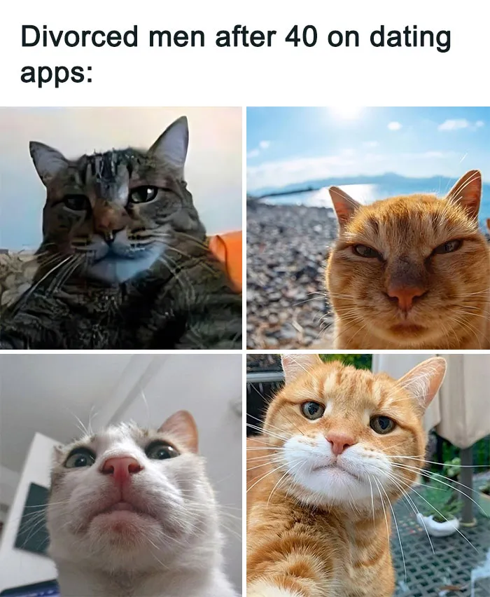 This Popular Instagram Account Shares Funny Cat Memes, And Here Are 50 Of The Very Best Ones