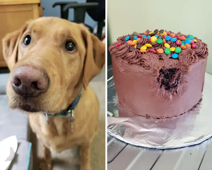 This Is Maddie. She May Be Blind, But It Didn't Stop Her From Finding The Cake I Baked For My Dad's 75th Birthday And Helping Herself To A Surprisingly Restrained Bite