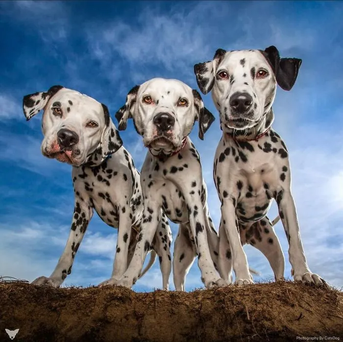 40 De las mejores imágenes de todas las ediciones de los Premios Internacionales de Fotografía Canina
