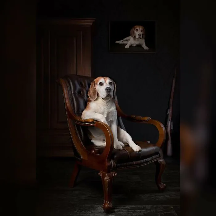 40 De las mejores imágenes de todas las ediciones de los Premios Internacionales de Fotografía Canina