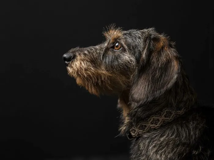 40 De las mejores imágenes de todas las ediciones de los Premios Internacionales de Fotografía Canina