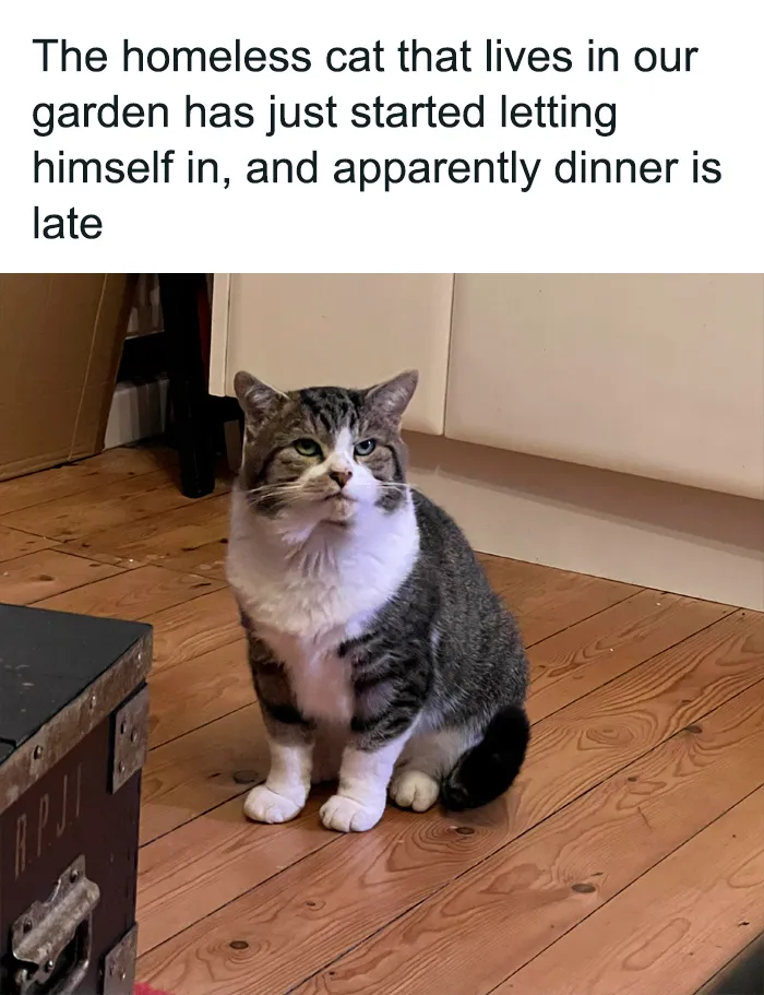 50 Hilarious Photos And Memes That Prove Cats Are The Biggest Jerks