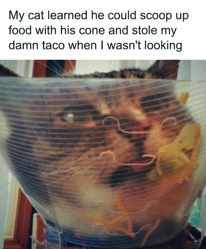 50 Hilarious Photos And Memes That Prove Cats Are The Biggest Jerks