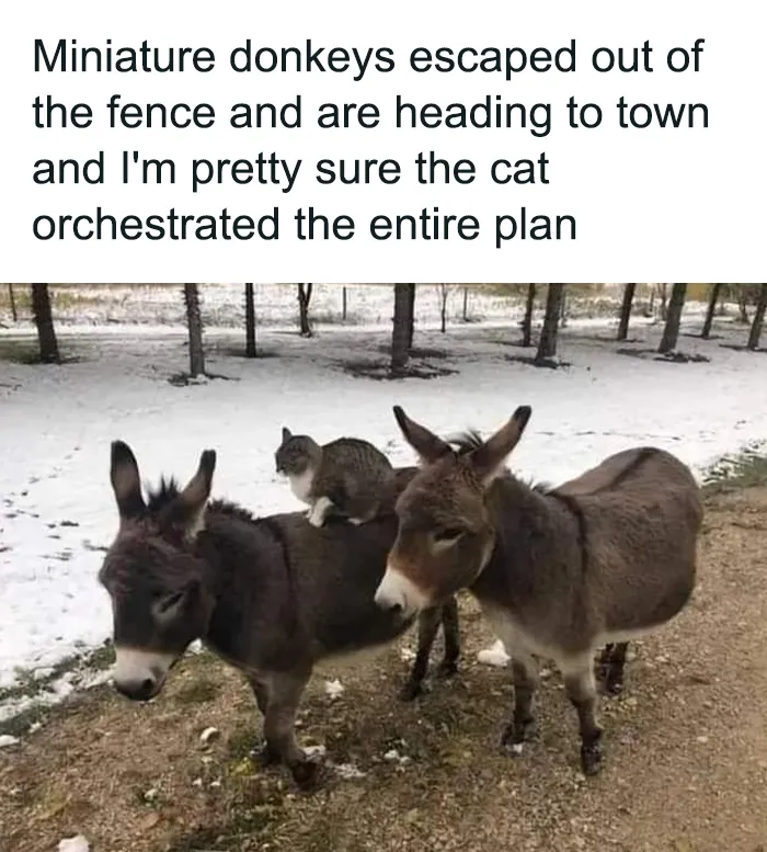 50 Hilarious Photos And Memes That Prove Cats Are The Biggest Jerks