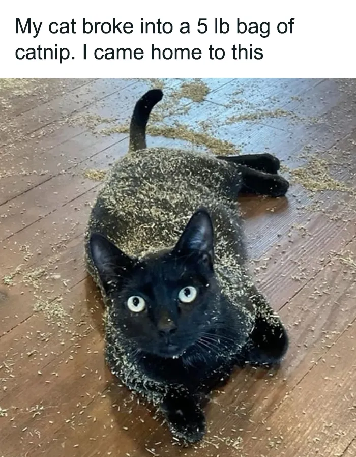 50 Hilarious Photos And Memes That Prove Cats Are The Biggest Jerks