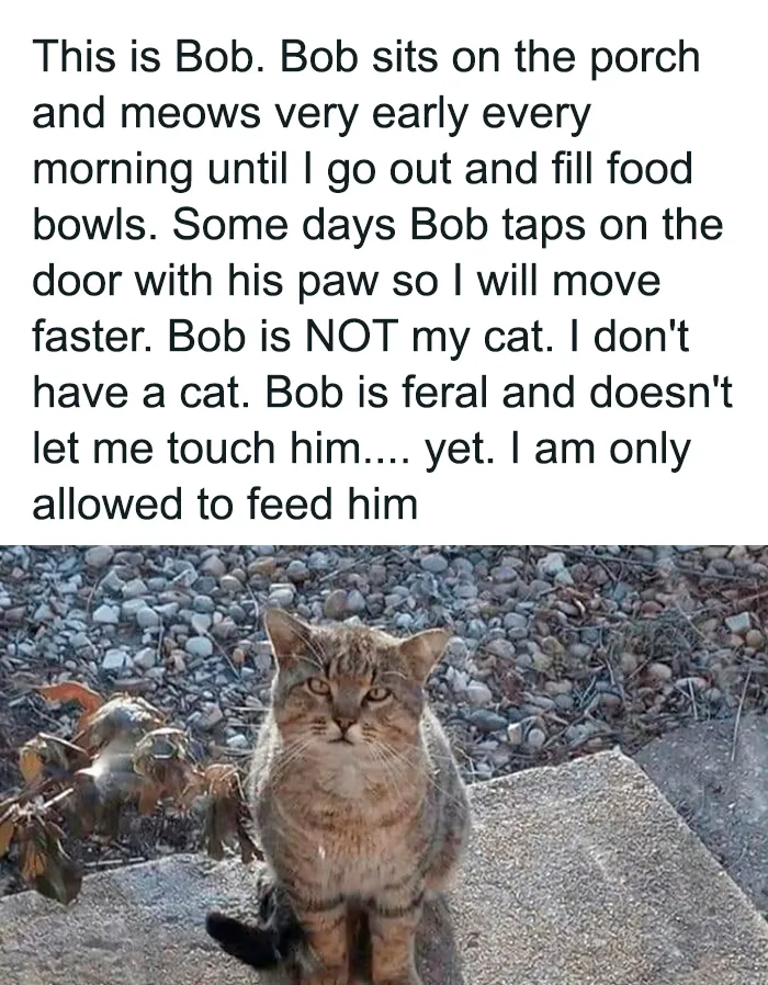 50 Hilarious Photos And Memes That Prove Cats Are The Biggest Jerks