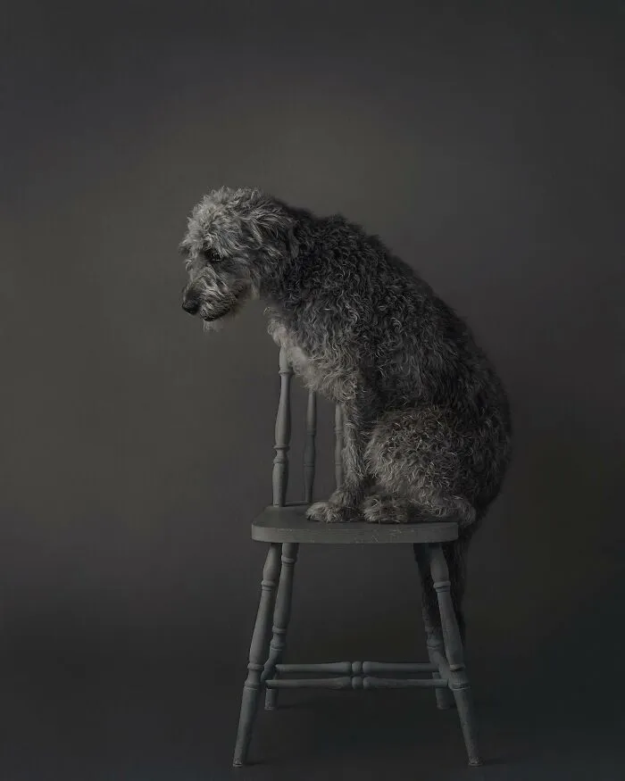 40 De las mejores imágenes de todas las ediciones de los Premios Internacionales de Fotografía Canina
