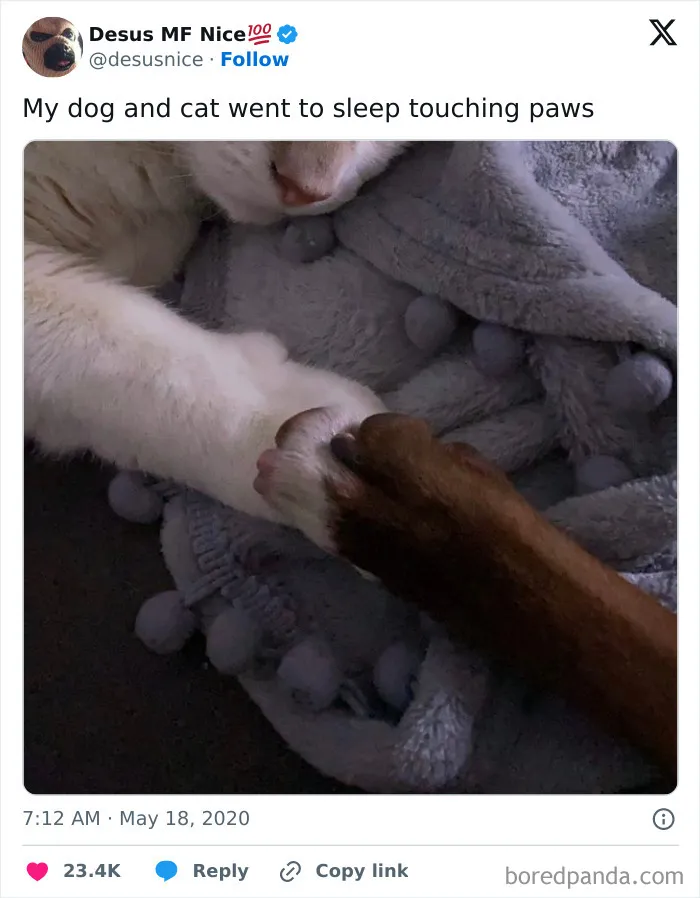 50 Of The Most Hilarious, Cute And Wholesome Posts On X About Dogs
