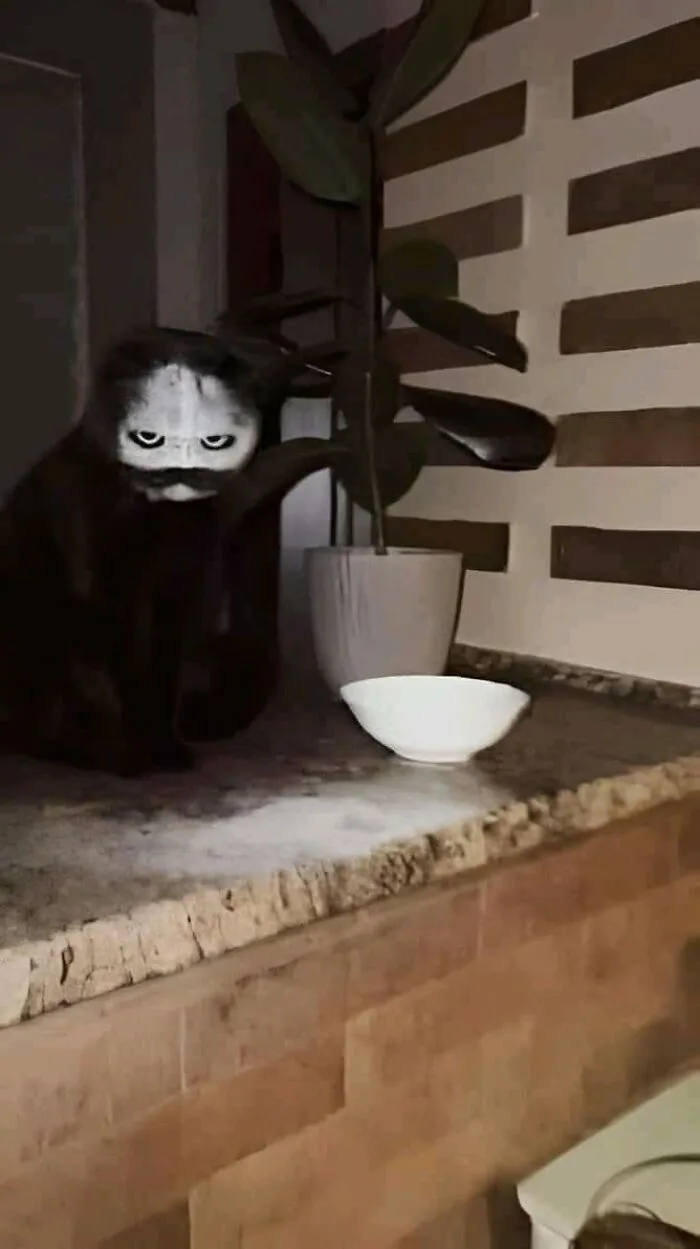 Grumpy cat meme sitting on a counter next to a white bowl, showcasing feline attitude in a funny way.