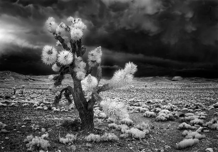 Dark Bloom From The Series Headed West © Beamie Young