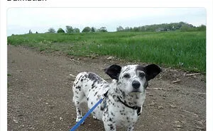 50 Of The Most Hilarious, Cute And Wholesome Posts On X About Dogs
