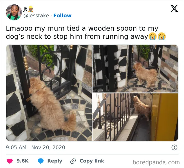 50 Of The Most Hilarious, Cute And Wholesome Posts On X About Dogs